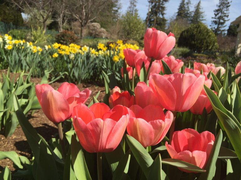 Planting Bulbs in The Santa Cruz Mountains