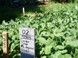 Enriching the Soil with Cover Crops