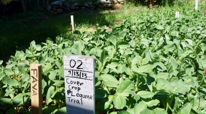 Enriching the Soil with Cover Crops
