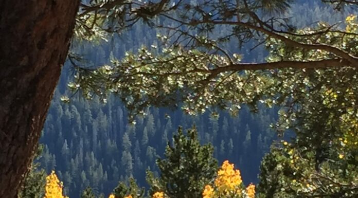 Fall Color Happens Here, Too