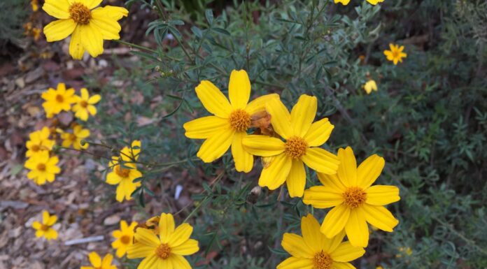 Flowering Plants That Hold Up to Winter Weather