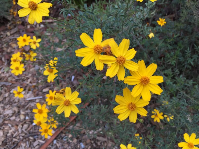 Flowering Plants That Hold Up to Winter Weather