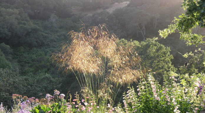 Why We Love Grasses in the Fall