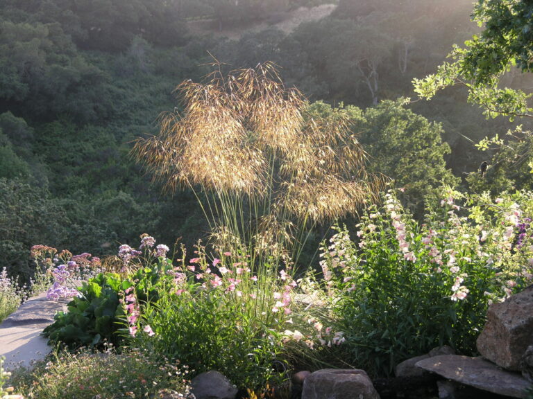 Why We Love Grasses in the Fall