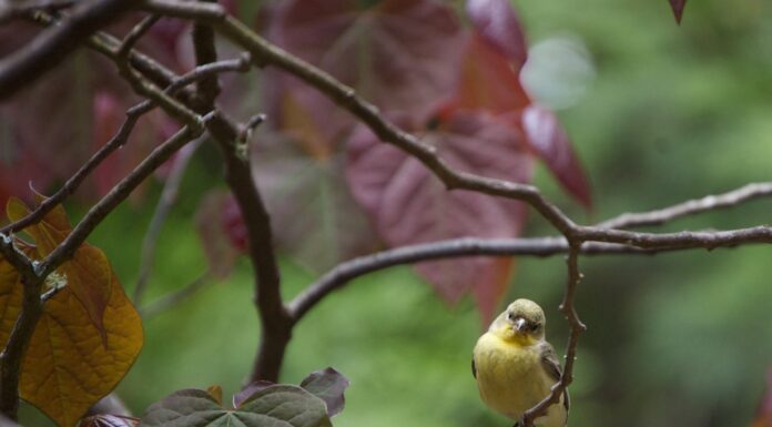 This & That: El Niño, Invasive plants and Other Things