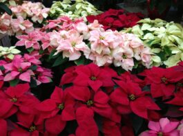 When Good Plants Go Bad- Toxic Holiday Plants