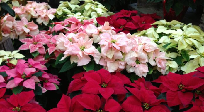 When Good Plants Go Bad- Toxic Holiday Plants