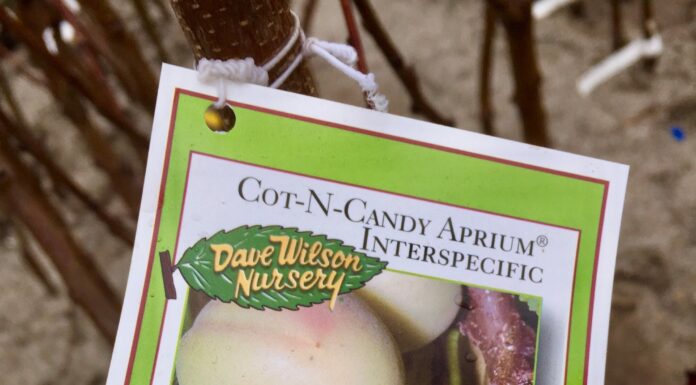Bare root fruit trees worth planting