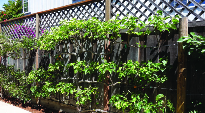 Controlling diseases and pests on fruit trees