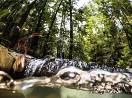 SLV Water District Board Approves Upper Zayante Creek Restoration Project