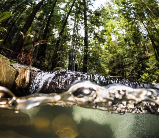SLV Water District Board Approves Upper Zayante Creek Restoration Project