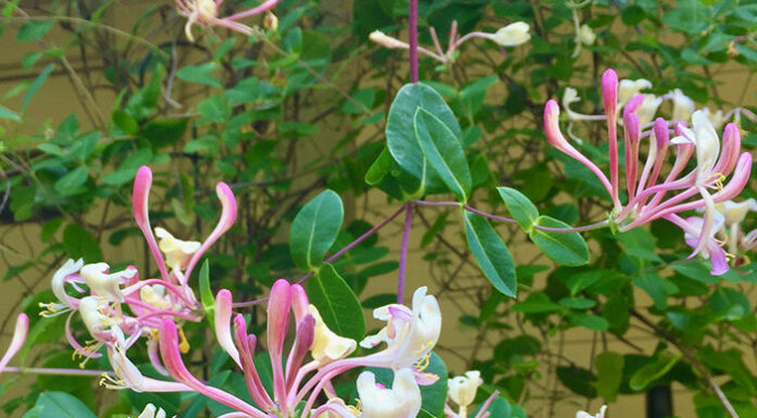 The Mountain Gardener | What Makes Flowers Fragrant?