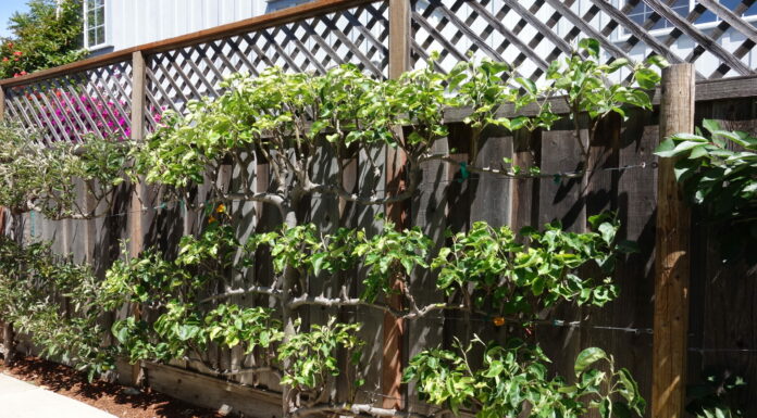 The Mountain Gardener | When Only an Espaliered Plant Will Do