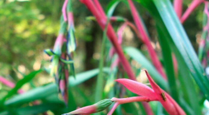 The Mountain Gardener | You Asked For It: Shade Gardening Ideas