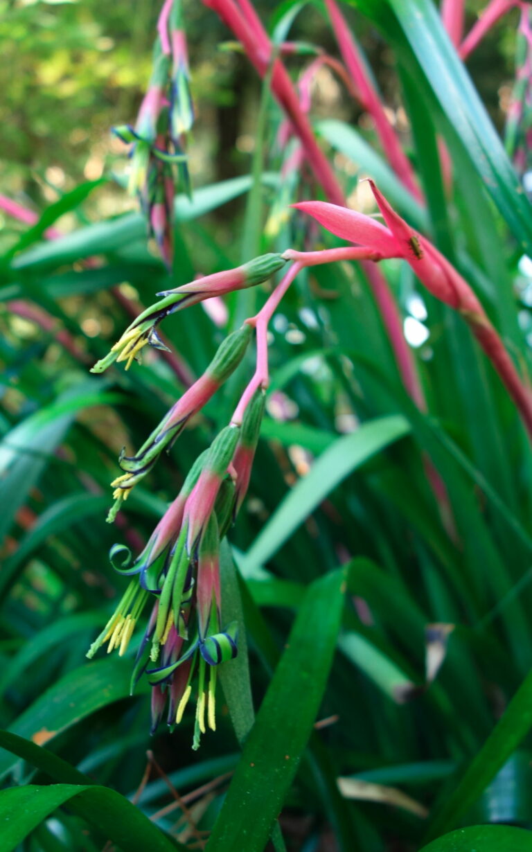 The Mountain Gardener | You Asked For It: Shade Gardening Ideas