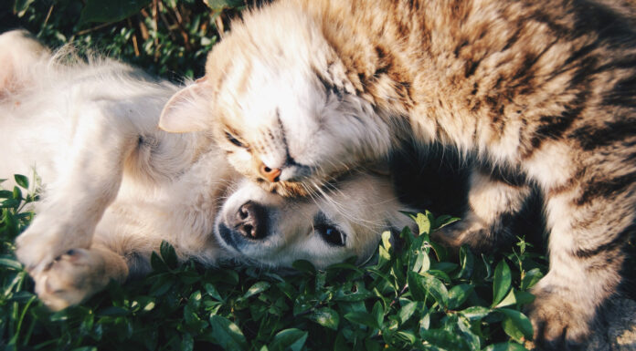 Going to the Vet Doesn’t Have to be Stressful!