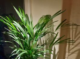 Houseplants Fight Air Pollution