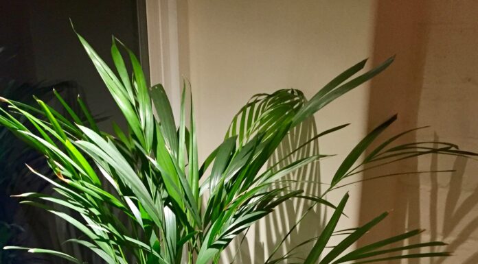 Houseplants Fight Air Pollution