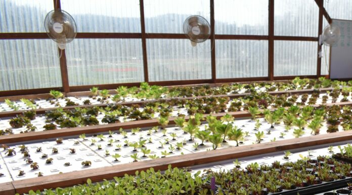 Center on a Hill: SLVHS Aquaponics