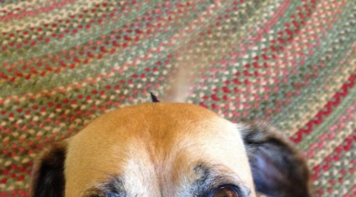 Pets and COVID