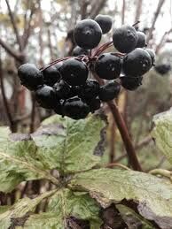 Eleuthero, AKA, Siberian Ginseng