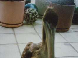 Five Days with “Pelly”