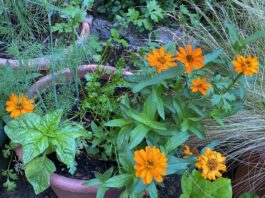 Growing and Using Herbs