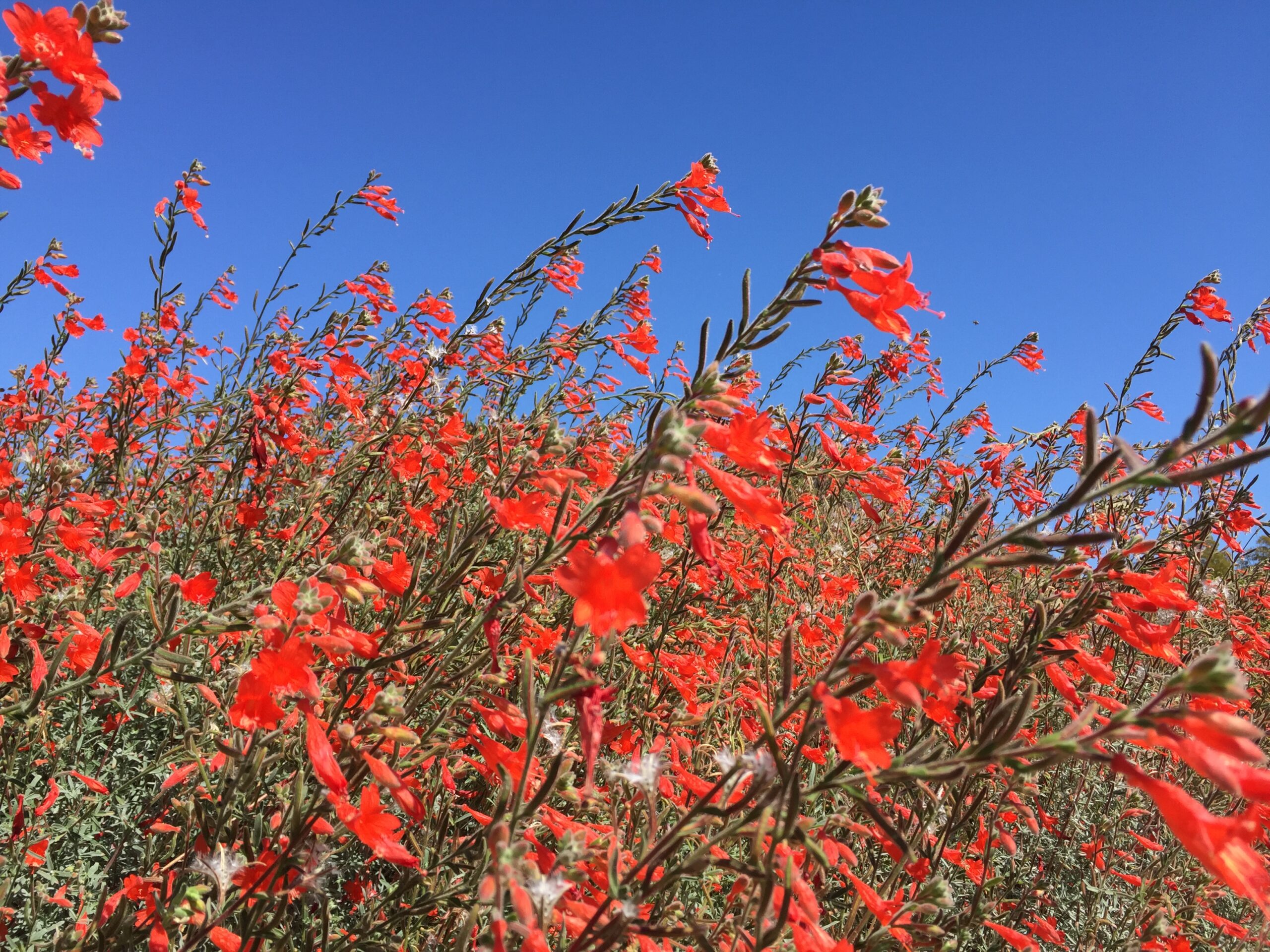 Gardening in Clay Soils