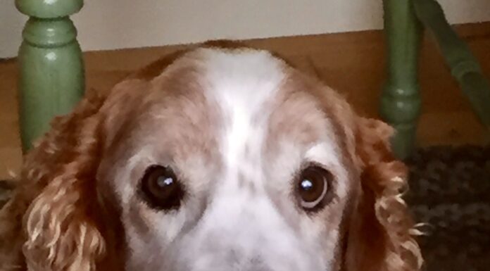 Man’s Best Friend