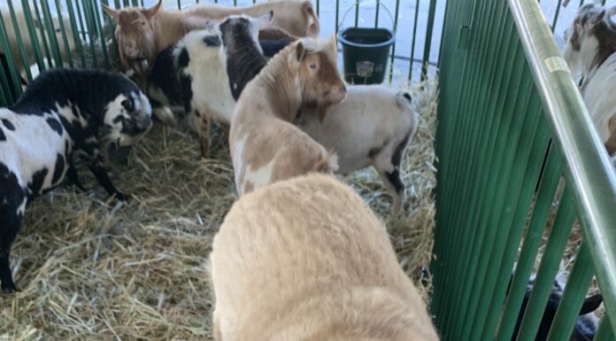 Dedication Rescues Beloved Animals