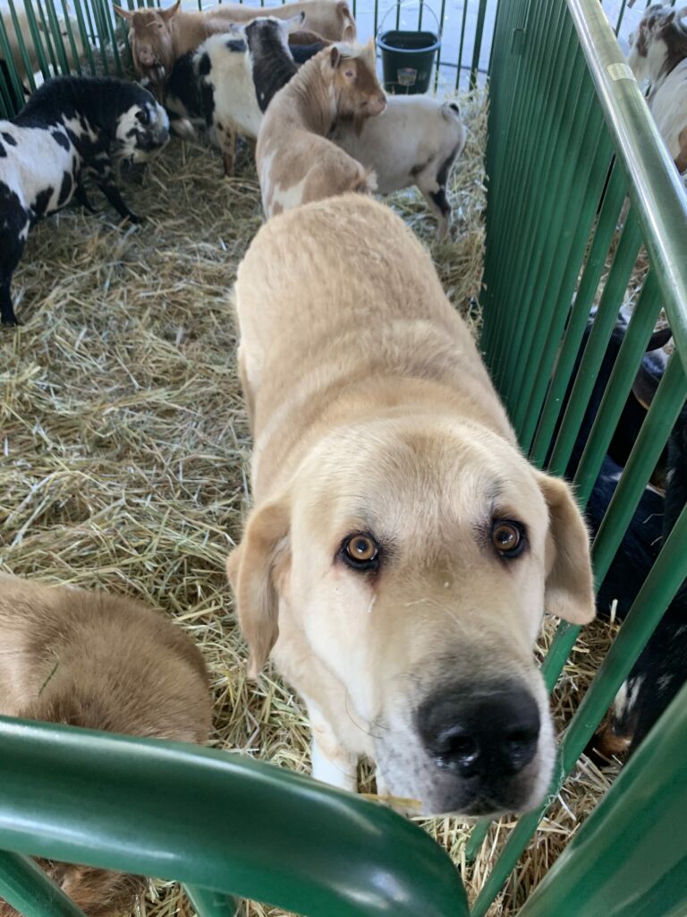 Dedication Rescues Beloved Animals