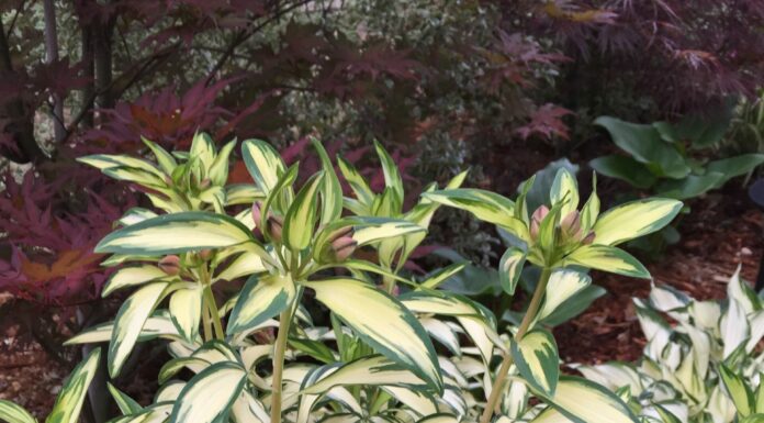 Enjoy Fall in the Garden