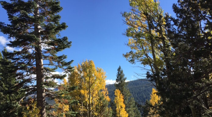 Fall Color and Climate Change
