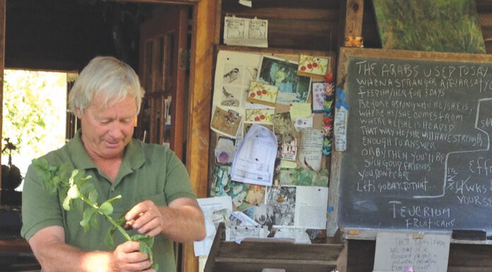 Enriching the Soil With Cover Crops