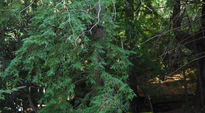 Glenwood Preserve construction finishes, Fall Creek partially reopens Glenwood Bridge land trust