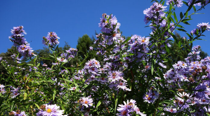 All gardens change with time The Mountain Gardener