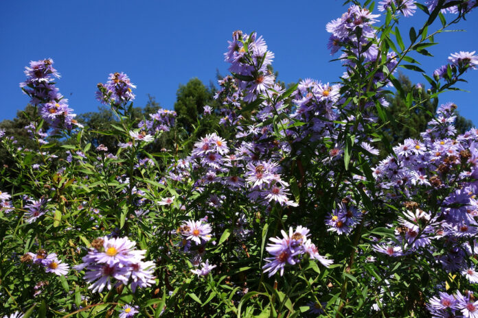 The Mountain Gardener