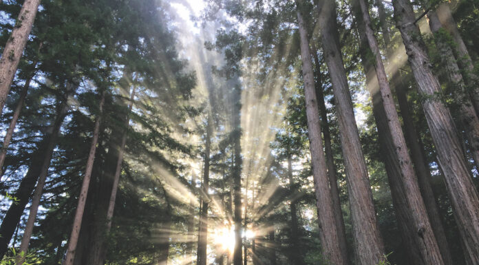 Sempervirens Challenges People to Show Love for Nature With a Hug