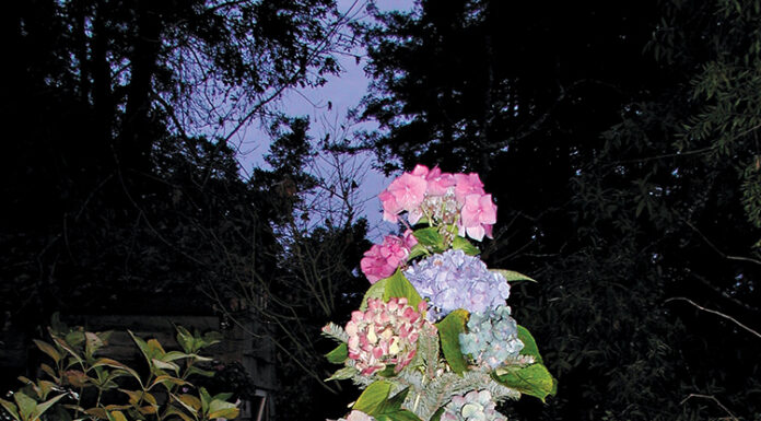 The meaning of our holiday traditions jan's garden the mountain gardener
