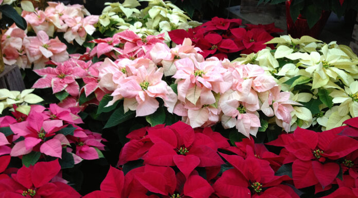 When good plants go bad-toxic holiday plants jan nelson