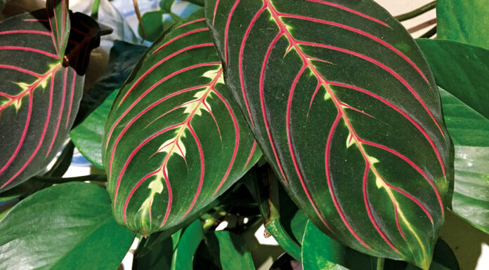 Rx for sad houseplants The Mountain Gardener jan nelson