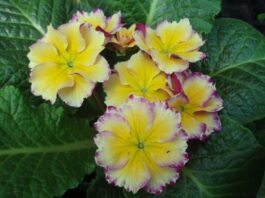 Pantone Color of the Year 2021 the mountain gardener Primroses