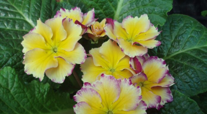 Pantone Color of the Year 2021 the mountain gardener Primroses