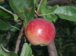 Controlling diseases and pests on fruit trees the mountain gardener