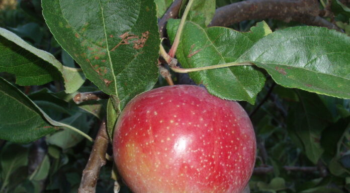 Controlling diseases and pests on fruit trees the mountain gardener