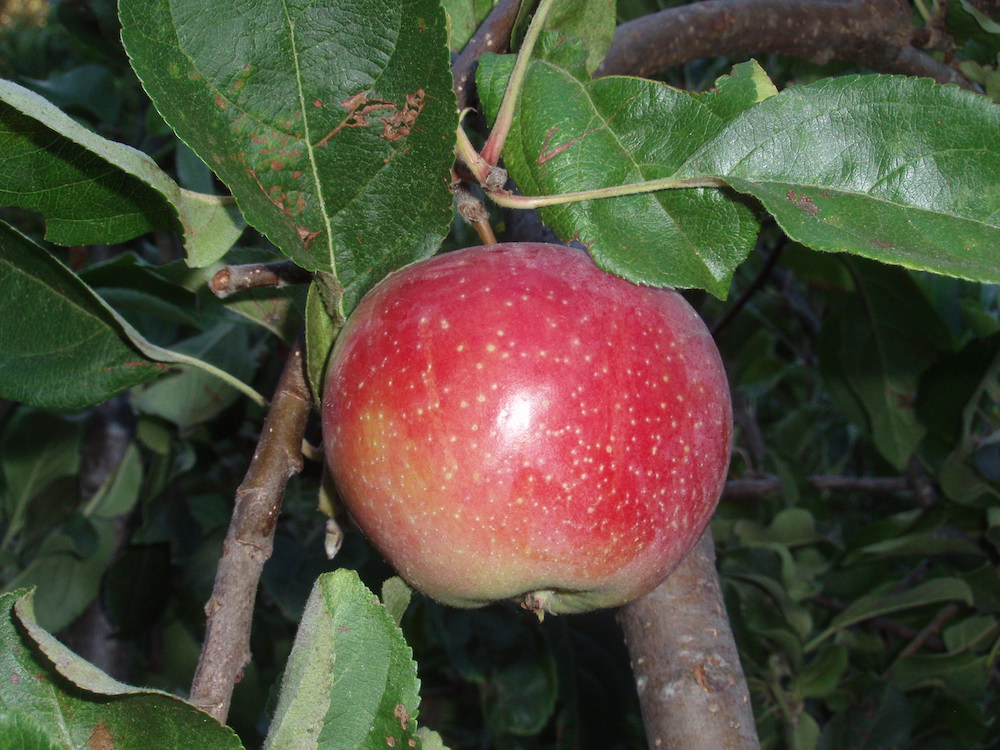 Apple tree fruit spray hartford ct