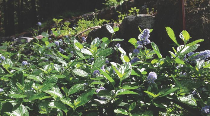Allergy mitigation landscaping Jan Nelson The Mountain Gardener