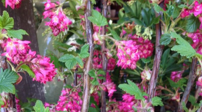Layering plants for wildlife Jan Nelson