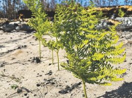 From the ashes: How rebirth of CZU burn zone will explain post-fire ecosystems czu fire burn scar Lightning Complex and Community Science Project
