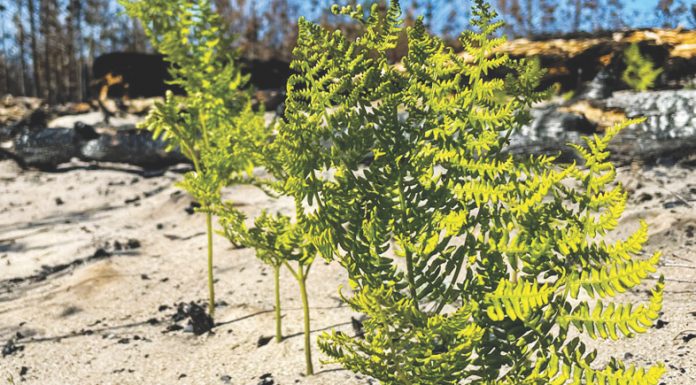 From the ashes: How rebirth of CZU burn zone will explain post-fire ecosystems czu fire burn scar Lightning Complex and Community Science Project